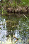 Brazilian waterweed